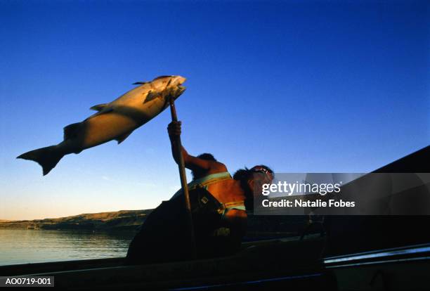 usa, washington, yakima indian hauling king salmon into boat - man spear fishing stock pictures, royalty-free photos & images