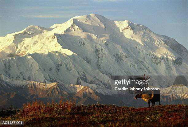usa, alaska, denali national park, caribou in front of mt.mckinley - alaska amerikaanse staat stockfoto's en -beelden