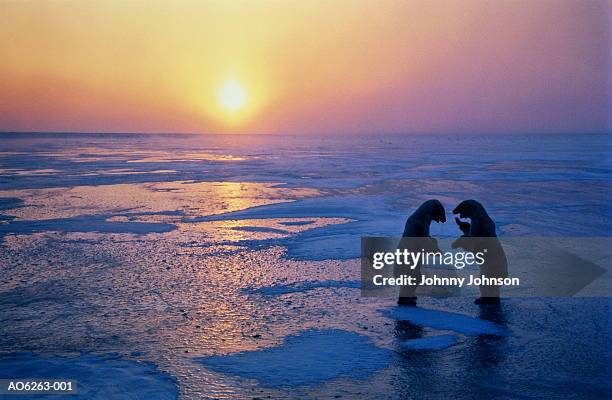 two polar bears (ursus maritimus) fighting on ice, sunset, canada - animals fighting stock pictures, royalty-free photos & images