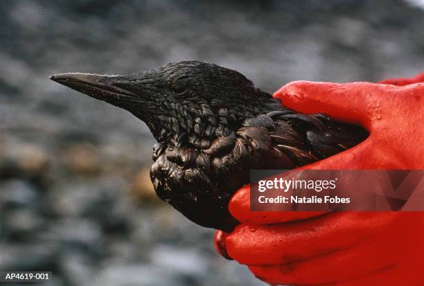 pigeon guillemot (cepphus columba) coated in oil, alaska, usa - ölpest stock-fotos und bilder