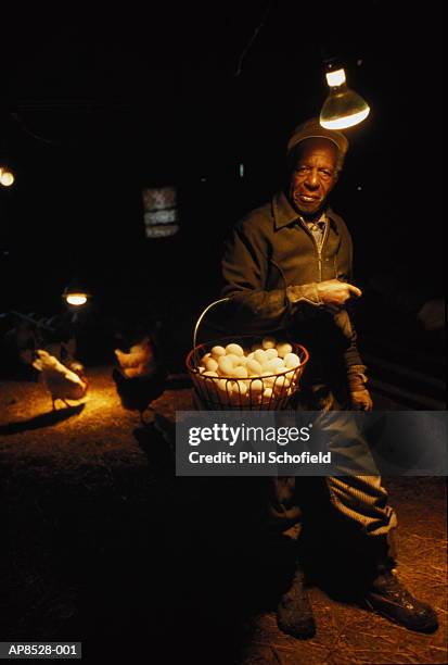 farmer collecting eggs from hens in barn, tensed, idaho, usa - tensed idaho stockfoto's en -beelden