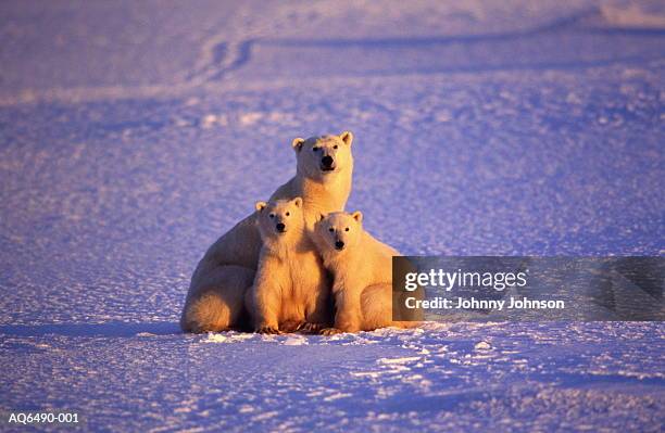 polar bear with two cubs in frozen landscape, canada - bear cub stock-fotos und bilder