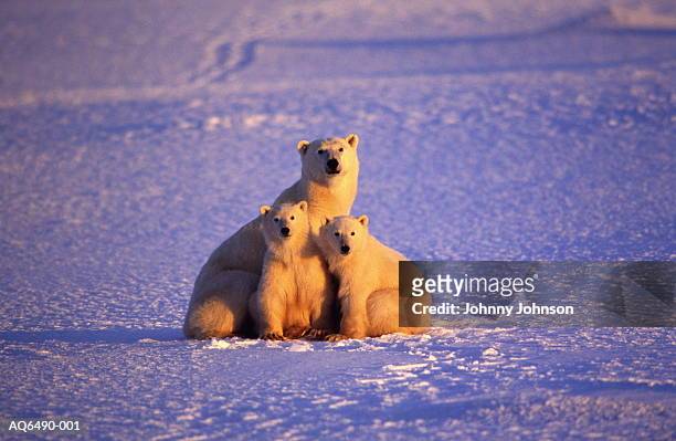 polar bear with two cubs in frozen landscape, canada - polar climate ストックフォトと画像