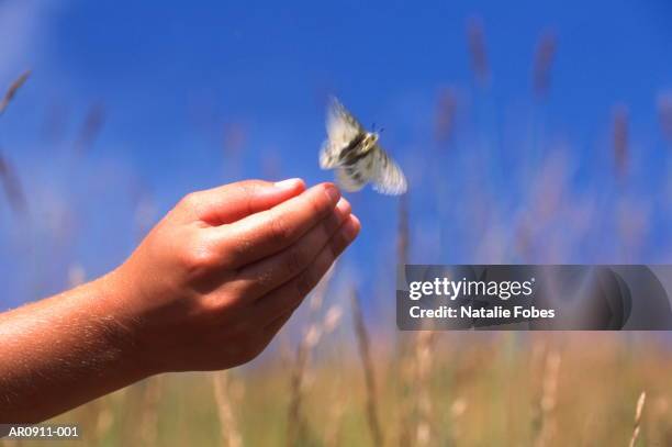apollo butterfly flying off fingertips of biologist - mariposa apolo fotografías e imágenes de stock