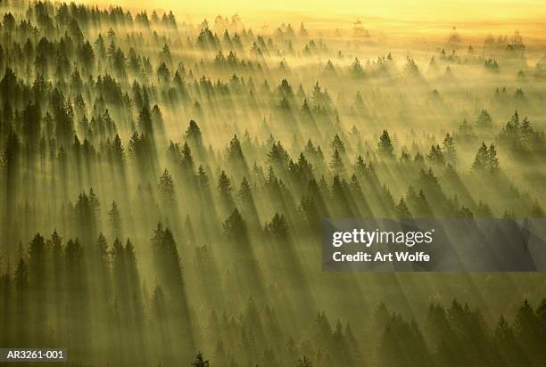 sun streaming through dawn mist over forest, washington, usa - forest morning sunlight stock-fotos und bilder