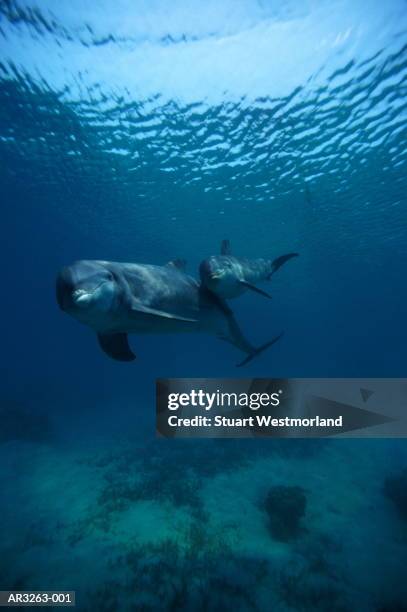 bottle-nosed dolphin (tursiops truncatus) mother and calf - baby dolphin stock pictures, royalty-free photos & images