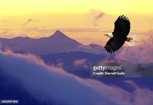 bald eagle (haliaeetus leucocephalus) flying (composite) - bundesstaat washington stock-fotos und bilder
