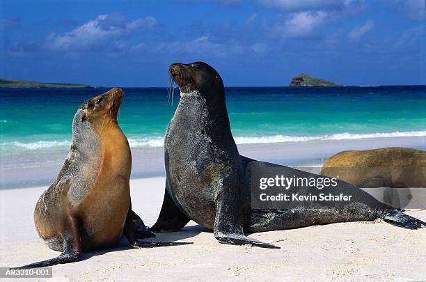 galapagos sea lions (zalophus californianus wollebaeki) - sea lion stock pictures, royalty-free photos & images