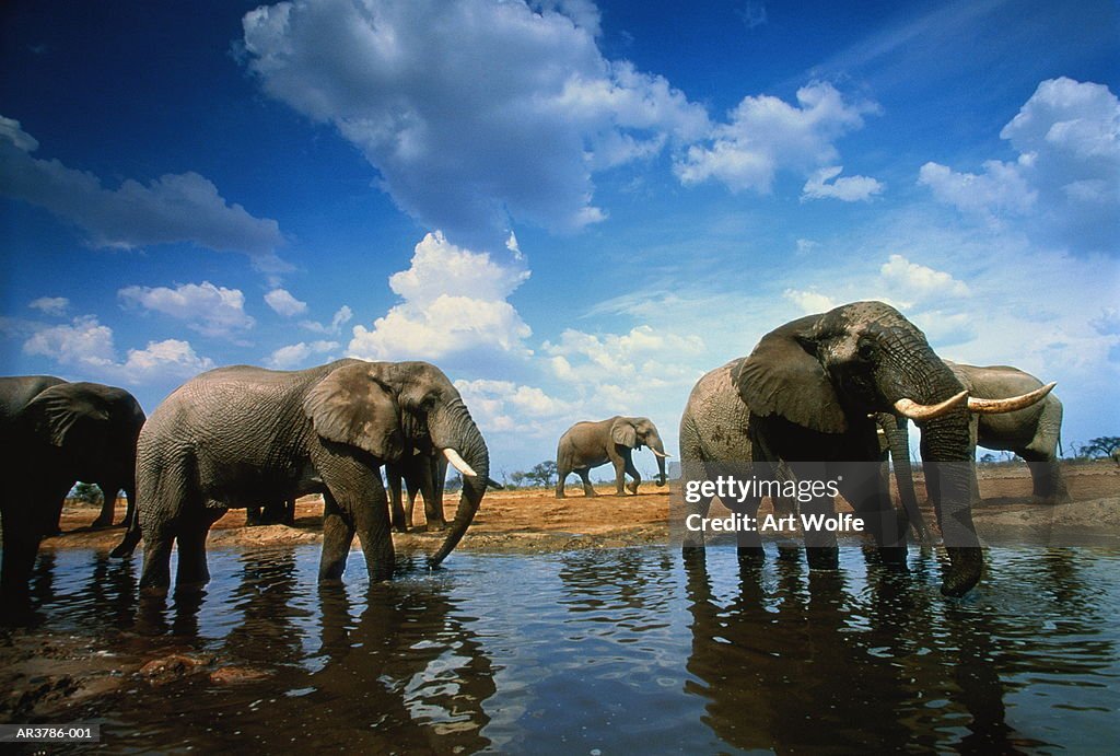 African elephants (Loxodonta africana) in water, Botswana