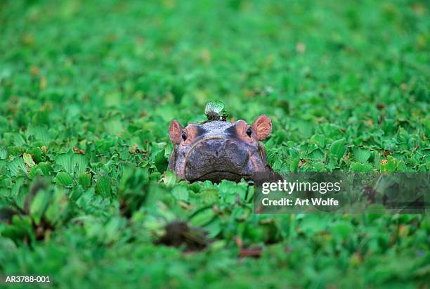 hippopotamus (hippopotamus amphibius) calf, tanzania - baby hippo stock pictures, royalty-free photos & images