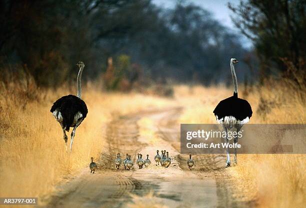 two male ostriches (struthio camelus) with chicks, botswana - botswana stock pictures, royalty-free photos & images