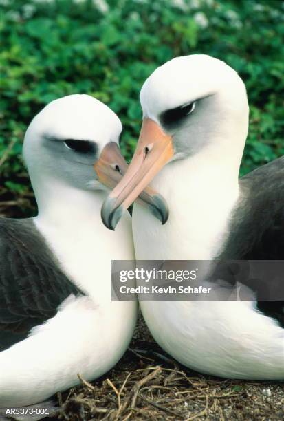 Albatross Pair Photos And Premium High Res Pictures Getty Images albatross-pair-photos-and-premium-high-res-pictures-getty-images