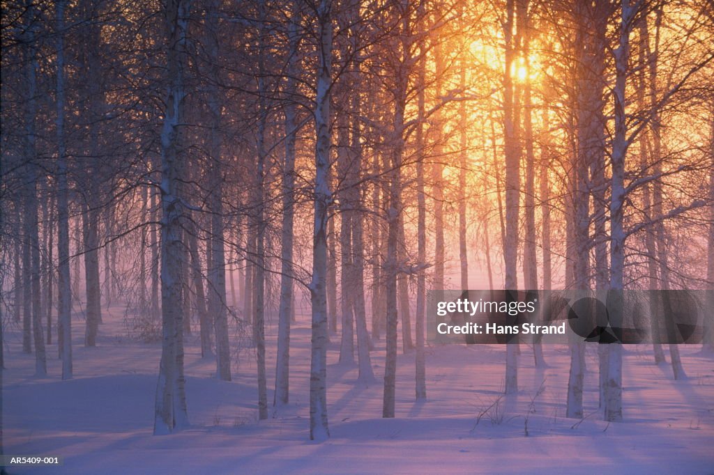 Silver birch forest (Betula pendula) winter, Dalarna, Sweden