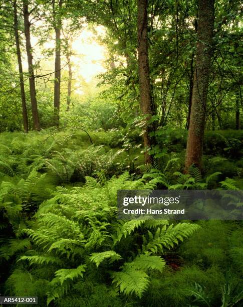 ferns (filicatae) in forest, narke, sweden - helecho fotografías e imágenes de stock
