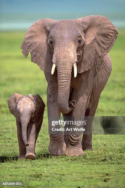 african elephant (loxodanta africana) with calf (composite) - elefantino foto e immagini stock