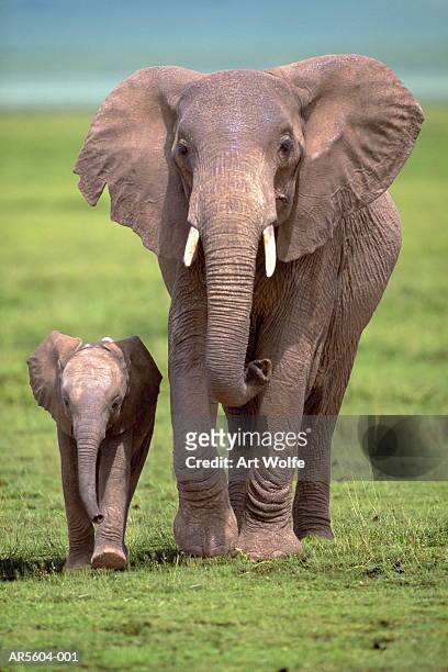 african elephant (loxodanta africana) with calf (composite) - animal family stock pictures, royalty-free photos & images