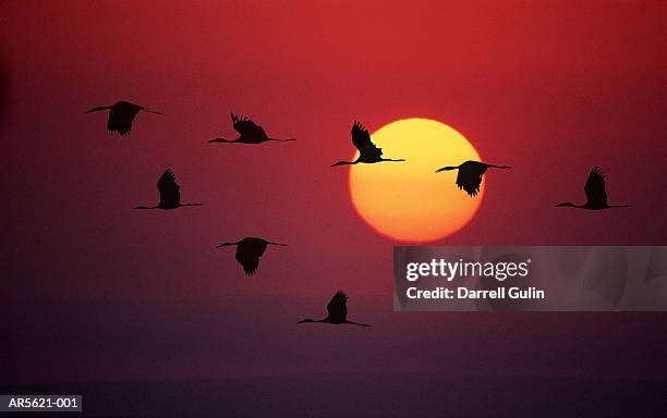 yellow-billed stork (mycteria ibis) in formation (digital composite) - birds flying - fotografias e filmes do acervo