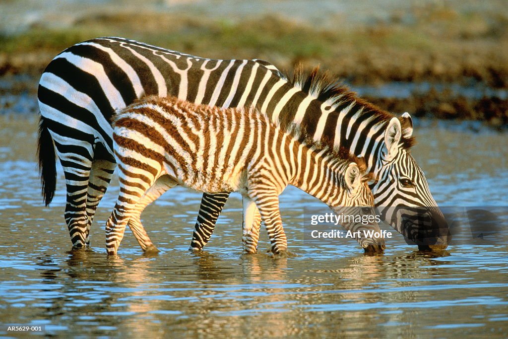 Grant's zebras (Equus burchelli boehmi) drinking  (Enhancement)