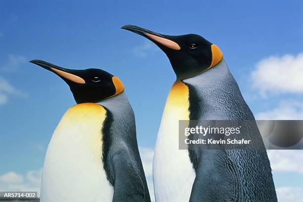 king penguins (aptenodytes patagonicus), falkland islands - penguin stock pictures, royalty-free photos & images