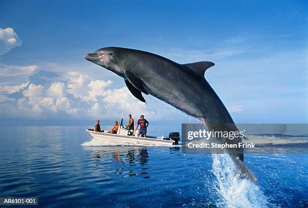 bottle-nosed dolphin (tursiops truncatus) leaping near tour boat - delfine stock-fotos und bilder