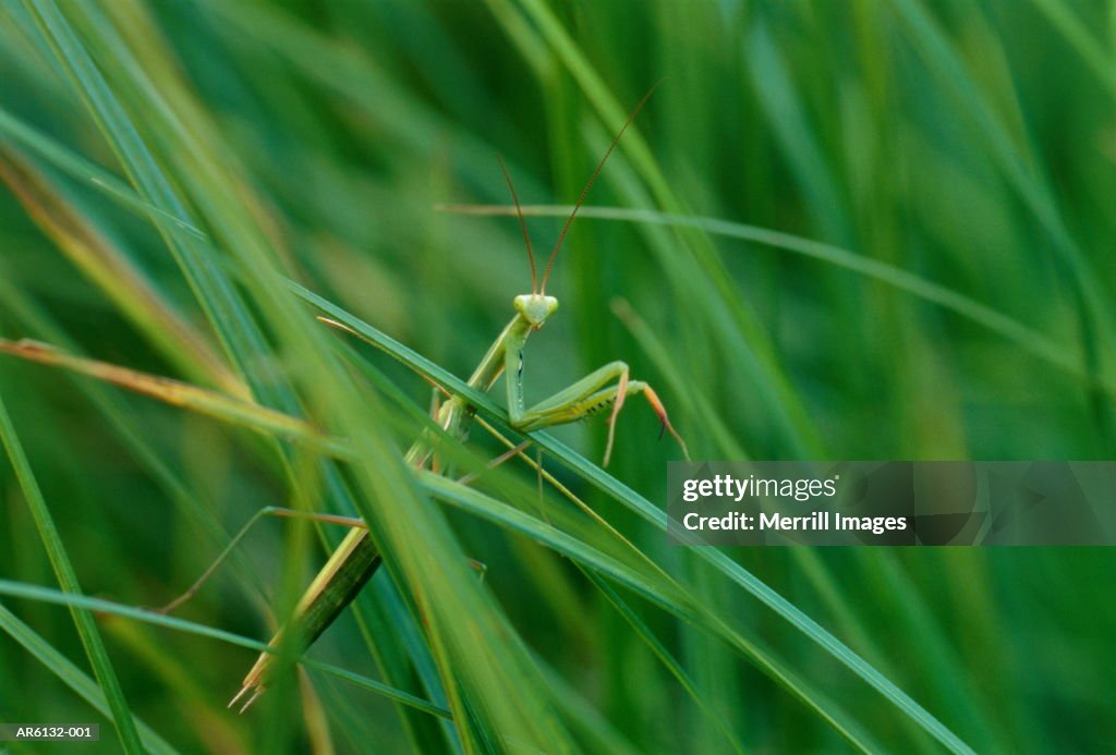 Carolina mantis (Stagmomantis carolina) in grass, USA