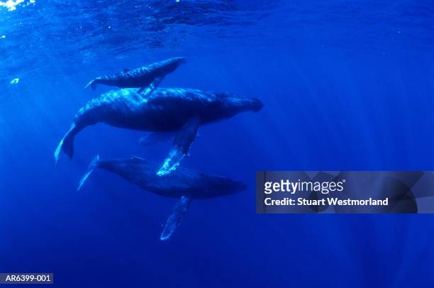 humpback whale (megaptera novaengliae) with calves - ballenato fotografías e imágenes de stock