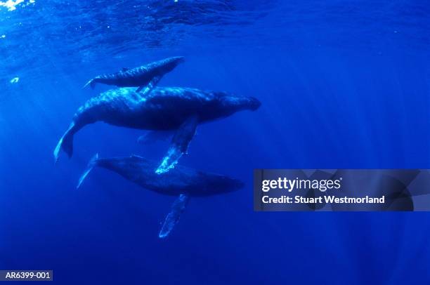 humpback whale (megaptera novaengliae) with calves - whale calf stock pictures, royalty-free photos & images