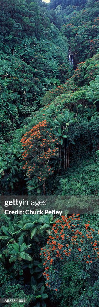 USA, Hawaii, Hawaii Island, ohia lehua trees in blossom