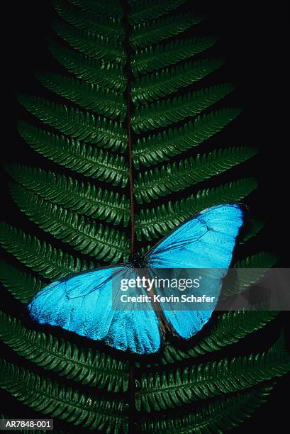 blue morpho butterfly (morpho aurora) on soft shield fern, peru - animal wing stock pictures, royalty-free photos & images