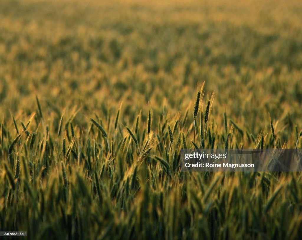 Rye (Secale cereale) field, close-up