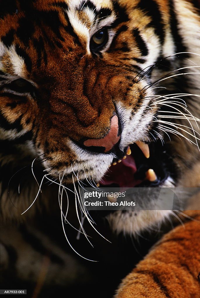 Siberian tiger (Panthera tigris altaica) snarling, close-up