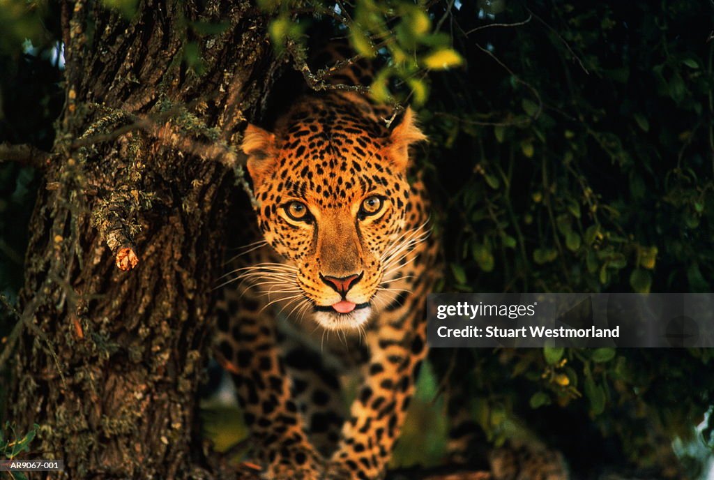 Leopard (Panthera pardus) in shade next to tree trunk, close-up