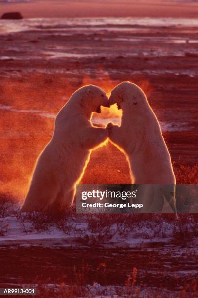 polar bears (ursus maritimus) fighting, dawn, manitoba, canada - butting stock pictures, royalty-free photos & images