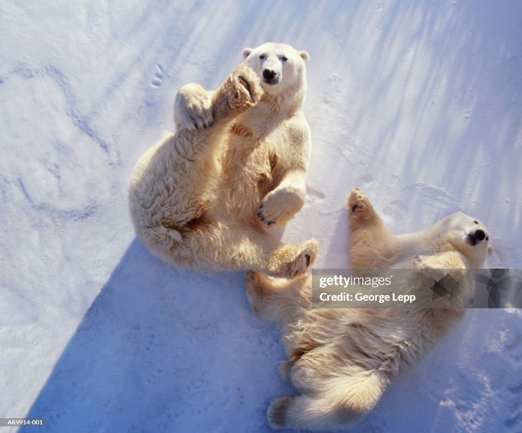Polar bears (Ursus maritimus) lying on backs, Manitoba, Canada