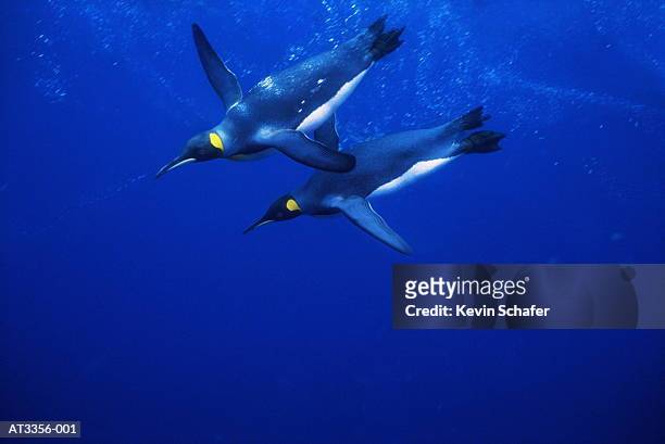 king penguins (aptenodytes patagonicus) (digital enhancement) - king penguin stockfoto's en -beelden