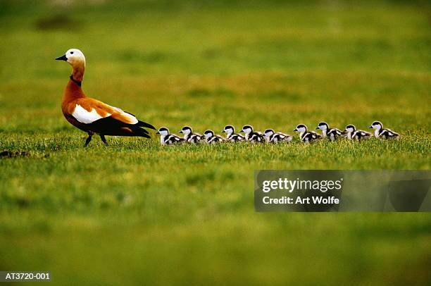ruddy shelduck (tadorna ferruginea) with ducklings (enhancement) - hinterherlaufen stock-fotos und bilder