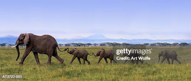 african elephants (loxodanta africana) linking tails (composite) - savane photos et images de collection