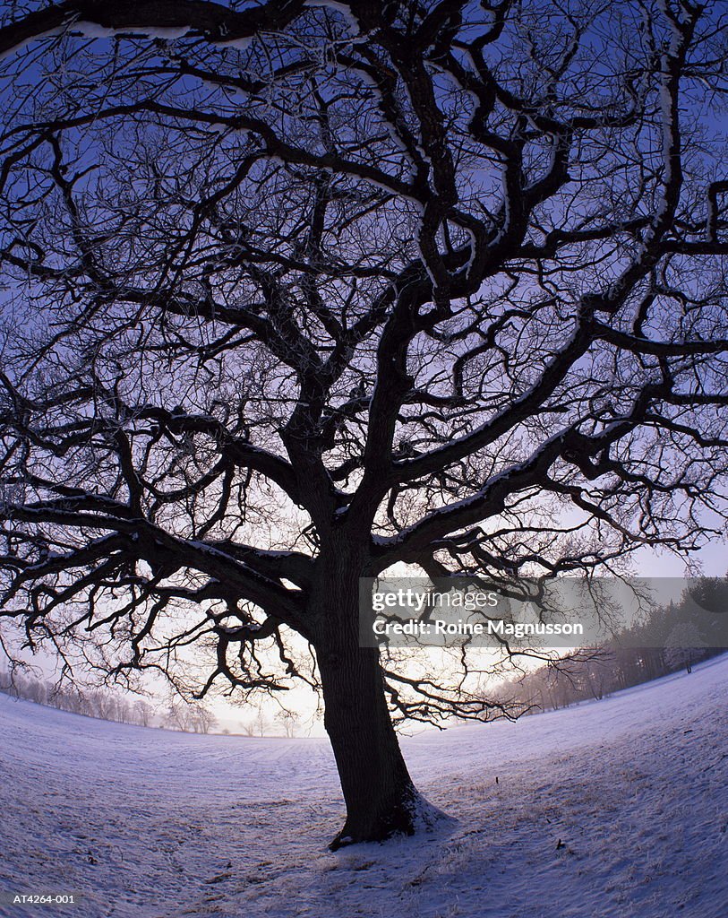 English oak tree (Quercus robur) winter, Skane, Sweden (wide angle)