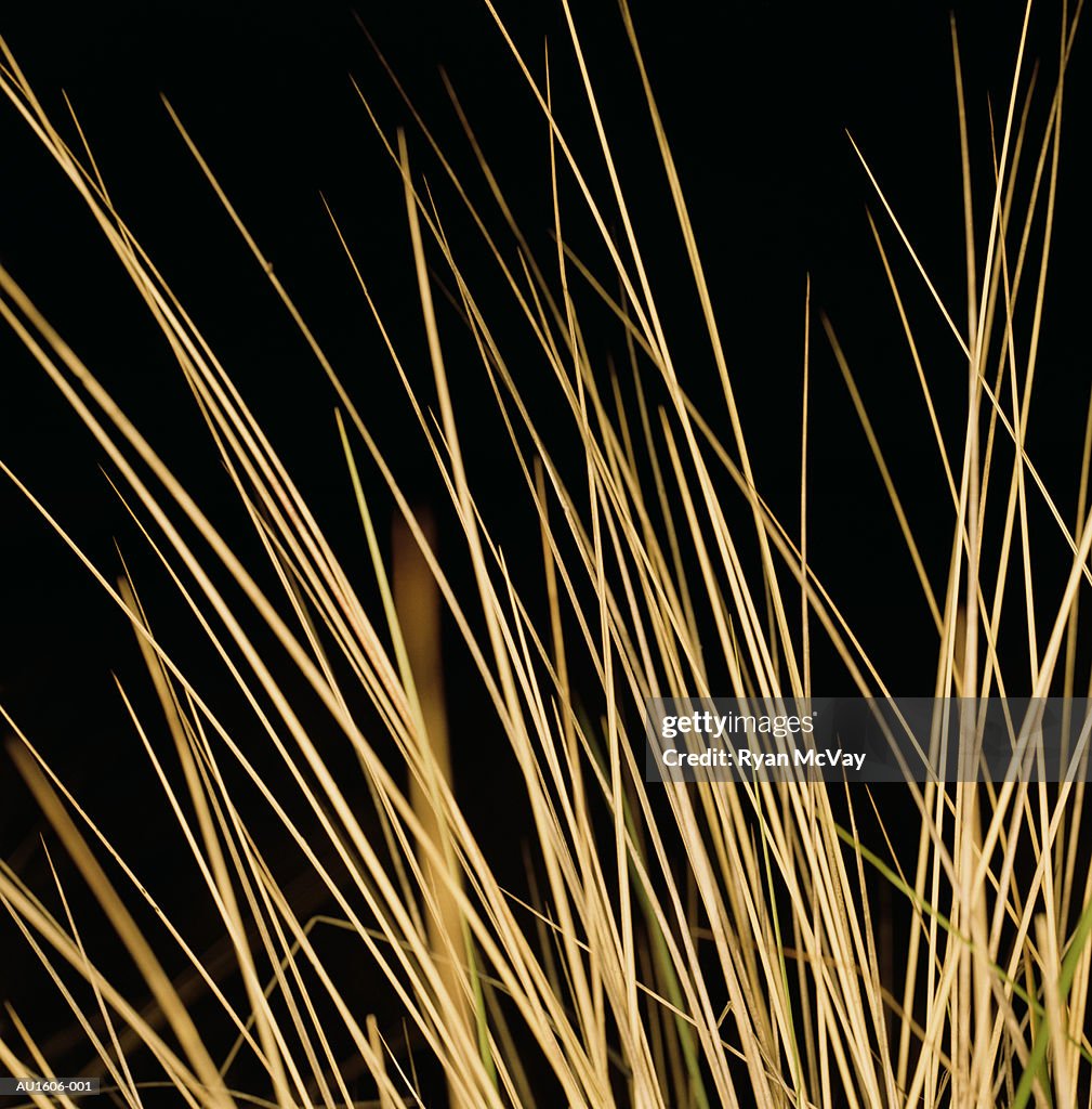 Sea grass growing on beach, night, close-up