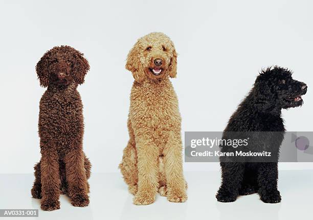 three standard poodles - brown poodle stockfoto's en -beelden