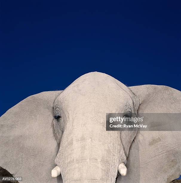 african elephant (loxodonta africana) close-up (brightly lit) - elephant face 個照片及圖片檔