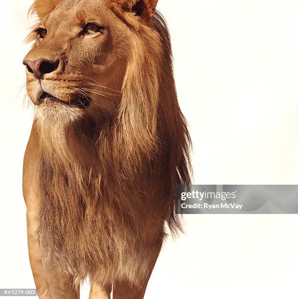 lion (panthera leo) - majestic cat stock pictures, royalty-free photos & images