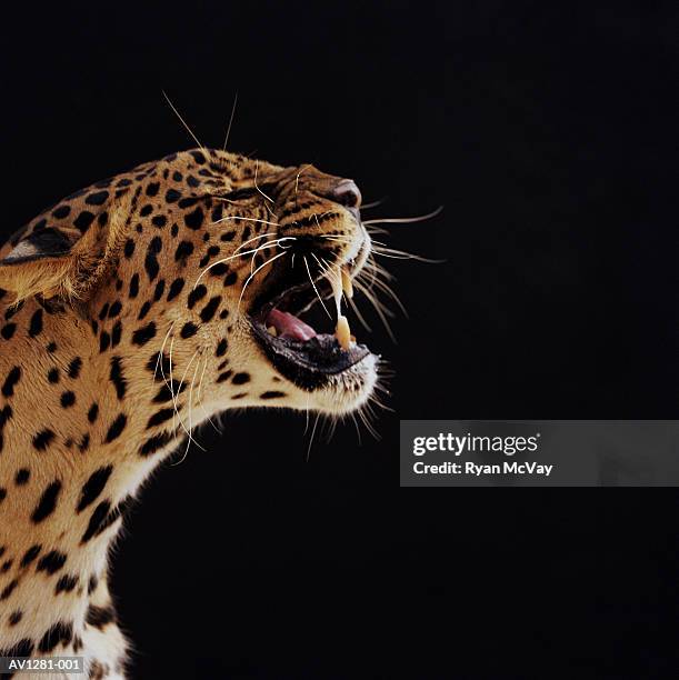 leopard (panthera pardus) - panther stock pictures, royalty-free photos & images