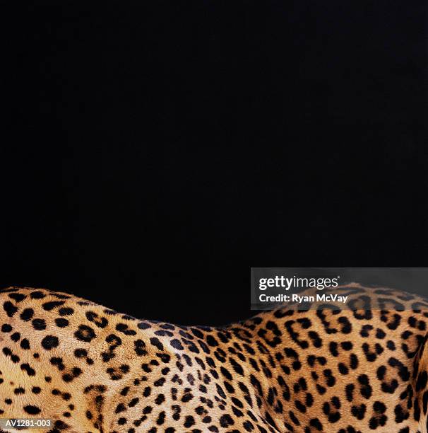 leopard (panthera pardus), close-up, side view - panthère photos et images de collection
