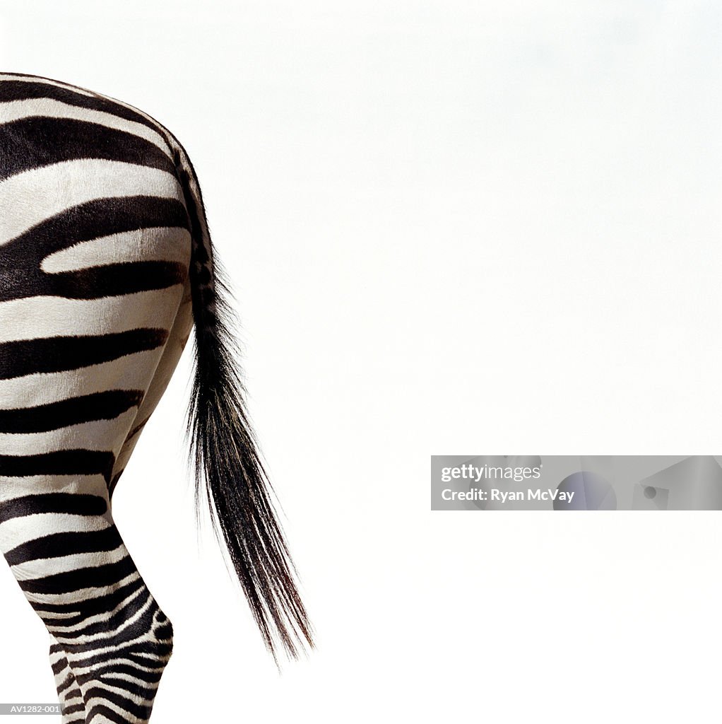 Zebra (Equus sp.), side view, close-up of tail