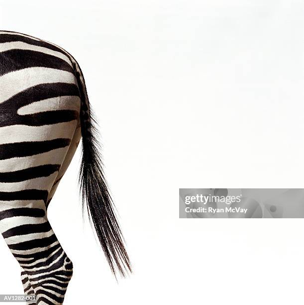 5,810 Animal Rear End Stock Photos, High-Res Pictures, and Images ...