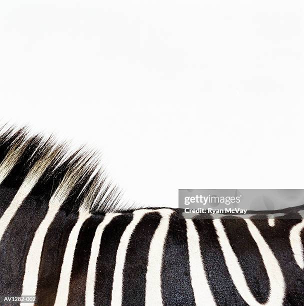zebra (equus sp.), side view, close-up of mane - しまうま ストックフォトと画像