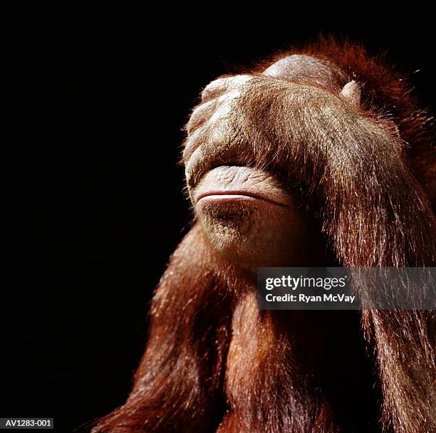 orangutan (pongo pygmaeus) covering face with hand - manos tapando los ojos fotografías e imágenes de stock