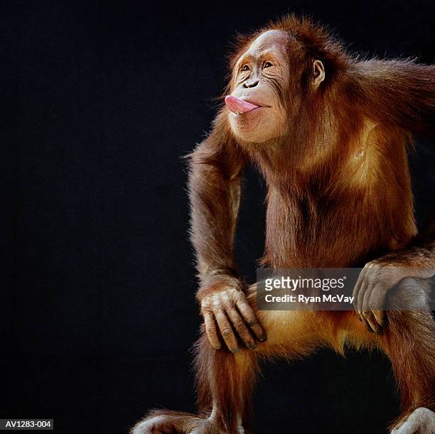 orangutan (pongo pygmaeus) sticking out tongue - ape stock-fotos und bilder