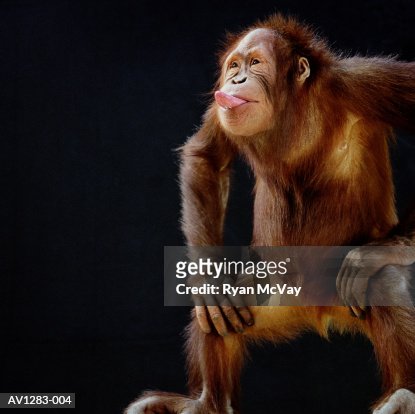 5,000 Funny Monkey Photos and Premium High Res Pictures - Getty Images